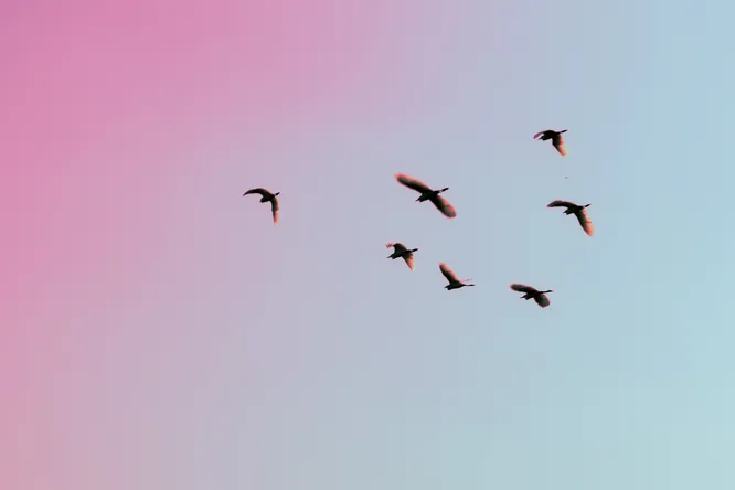 Потерянное письмо открыло теорию Эйнштейна о сверхчувствах животных