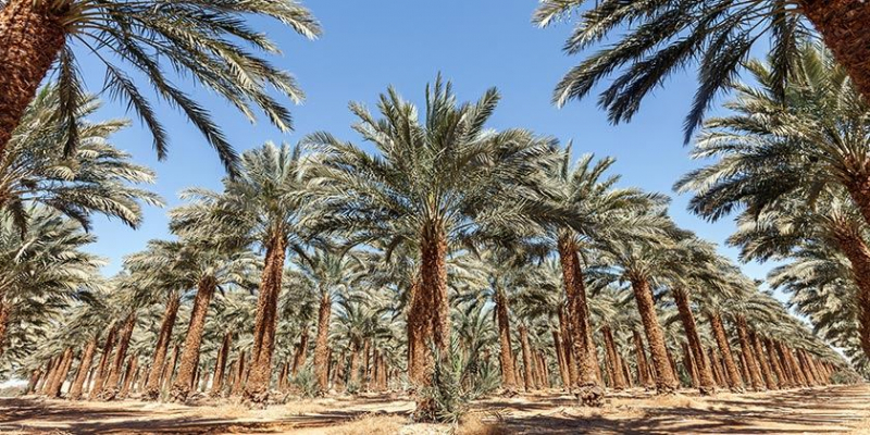 Расшифрован геном возрожденных "библейских" финиковых пальм
