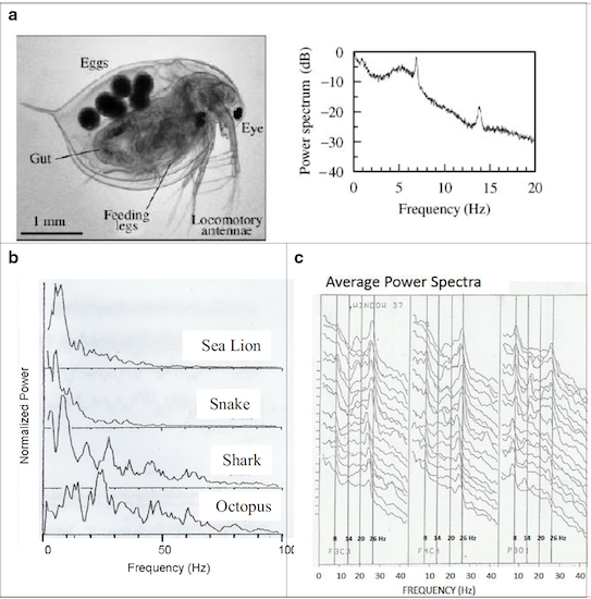 Резонанс Шумана: Секреты синхронизации электромагнитных полей Земли и живого организма.