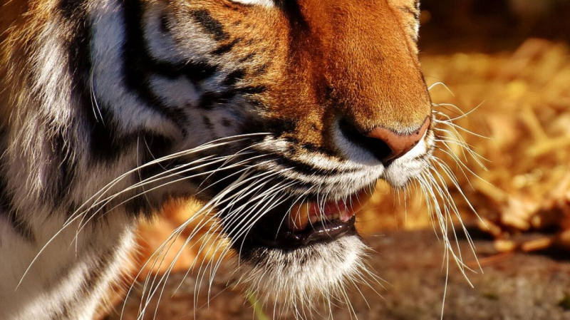 Саблезубый кот из Северной Америки оказался самым крупным в мире