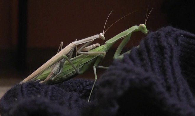Самцы богомола придумали лайфхак, как не быть съеденными после спаривания 
