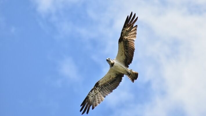 Самые быстрые в мире птицы установили новый рекорд скорости полета