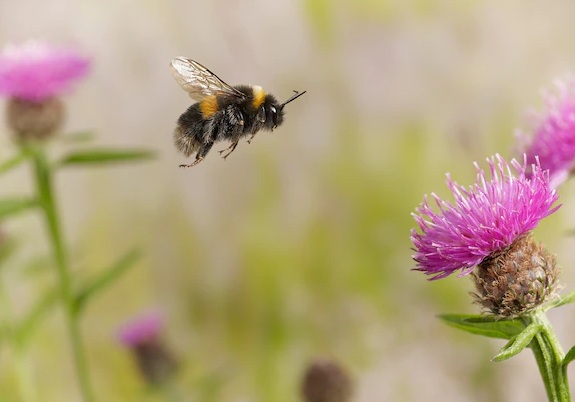 Шмели кусают растения, чтобы заставить их цвести раньше