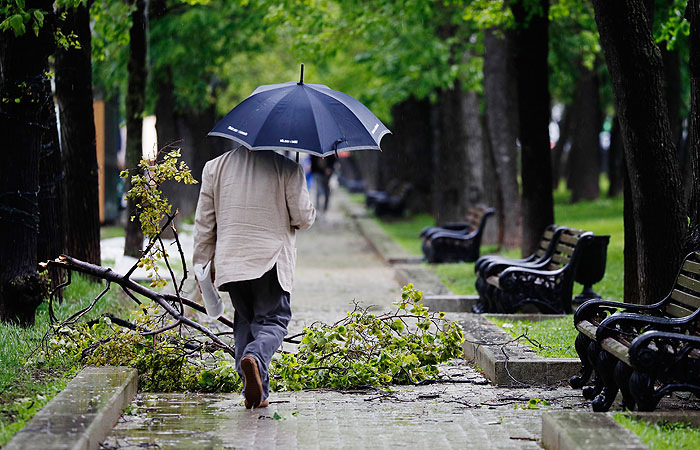 Сильный ветер повалил в Москве более десятка деревьев