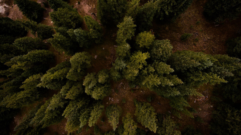 «У него в лесу случилось резкое нарушение обмена веществ». Соцсети — о поисках омского главы минздрава