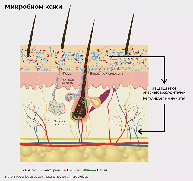 Убивают все подряд. Пользу от санитайзеров поставили под сомнение