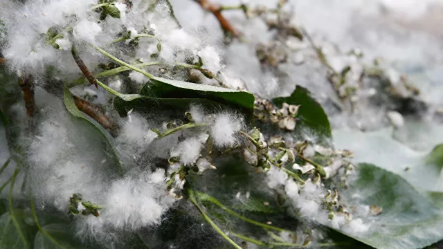 Ученые нашли средство от сезонной аллергической астмы