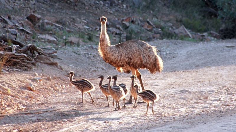 Ученые нашли у побережья Австралии яйцо вымершего карликового эму