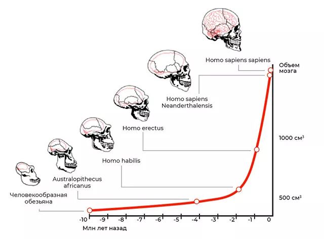 Ученые обнаружили неожиданное предназначение мозга