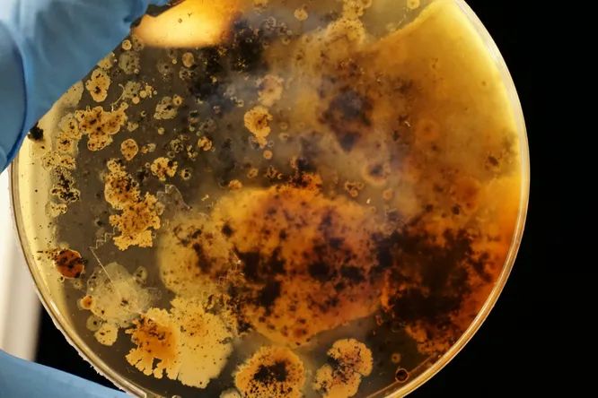 Ученые обнаружили «таинственные» бактерии в метро разных городов мира