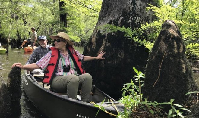 В Северной Америке нашли древнейшее дерево континента
