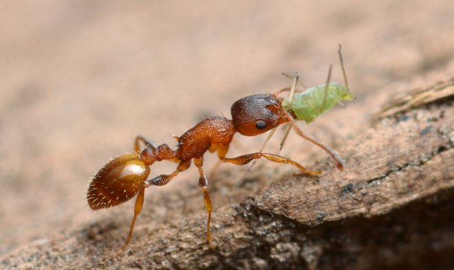Внутренний паразит дает муравьям вечную молодость, но берет за это высокую цену