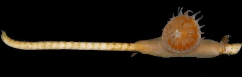 Живое ископаемое, которое считалось вымершим 273 миллиона лет назад, обнаружено на дне океана