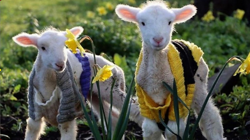 Дайджест: Англия и Украина - в четвертьфинале ЧЕ; обыски у журналистов издания "Проект"