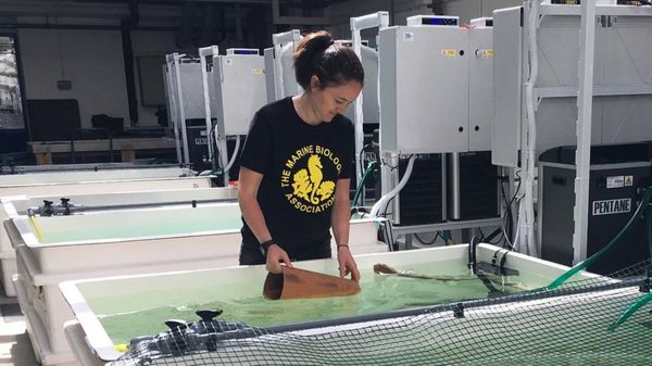 Каракатицам тоже больно. Депутаты в Британии предлагают закон о защите чувств беспозвоночных