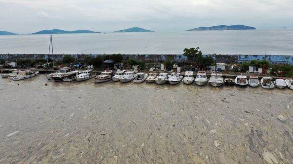 Турция: морская слизь покрыла берега Мраморного моря и угрожает Черному