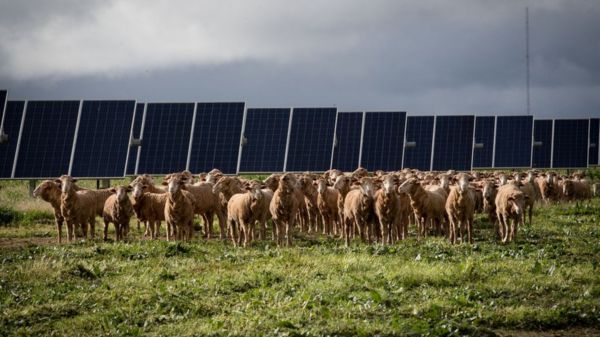 Виски в обмен на вино. Британия договорилась о свободной торговле с Австралией