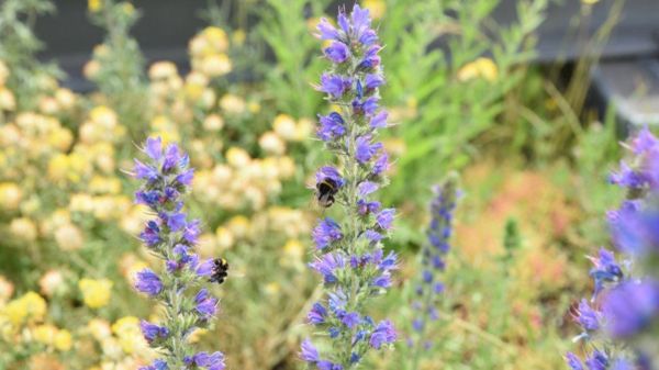 Редкая средиземноморская орхидея выросла на крыше банка в лондонском Сити