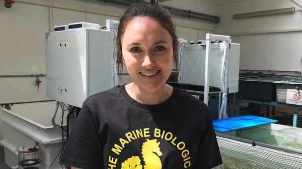 Каракатицам тоже больно. Депутаты в Британии предлагают закон о защите чувств беспозвоночных