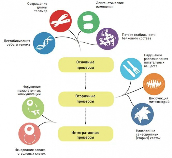 Долгая счастливая жизнь: как в будущем будут лечить от старости