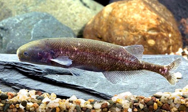 Эти рыбки общаются с помощью электричества, но делают это так же, как люди