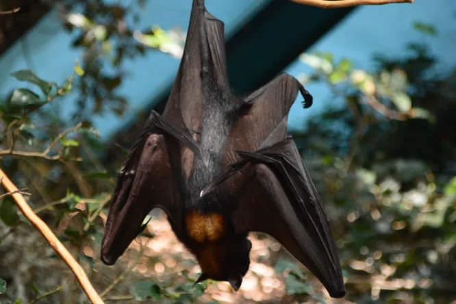 Исследование показало, что люди могут научиться эхолокации всего за 10 недель