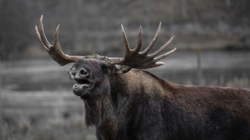 Исследователи выбрали самое логичное объяснение популярности лосей в древней Сибири