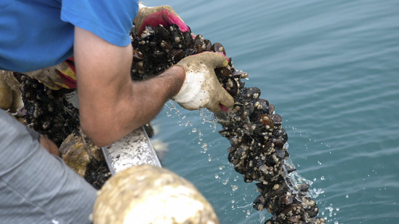 «Кузен Медведева» из расследования Навального стал владельцем фирмы по разведению мидий