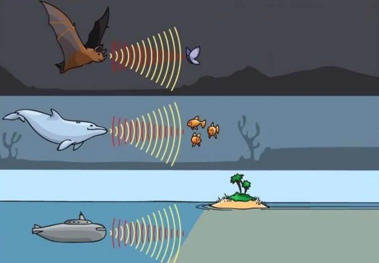 Люди способны видеть предметы при помощи эхолокации