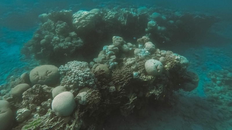 Названы главные причины деградации экосистемы озера Виктория