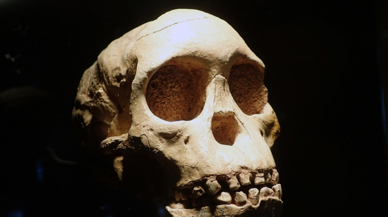 Неизвестный ранее вид людей обнаружили в Израиле