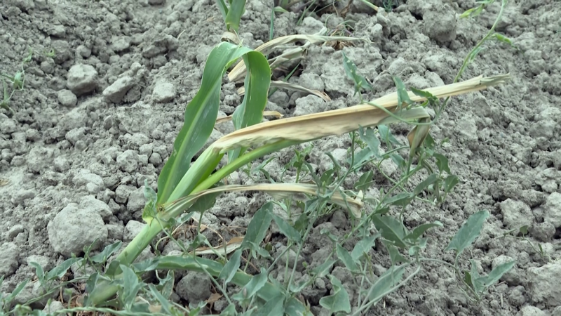 "Подрыв продовольственной безопасности". В Кыргызстане из-за нехватки воды может погибнуть урожай