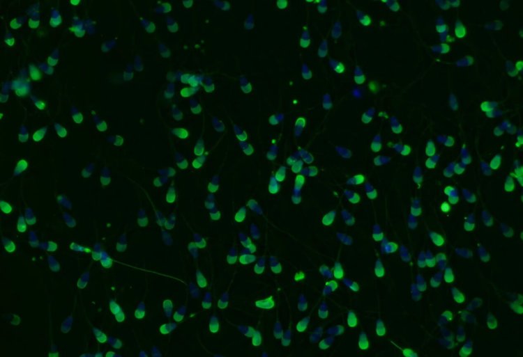 Половые клетки прожили на борту МКС без повреждений ДНК шесть лет