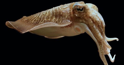 Разумный замысел: Потрясающие способности головоногих моллюсков