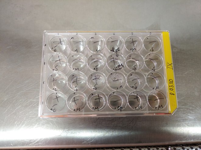 Российские ученые вернули к жизни сибирских коловраток после 24 000 лет анабиоза 