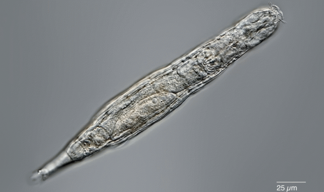 Российские ученые вернули к жизни сибирских коловраток после 24 000 лет анабиоза 