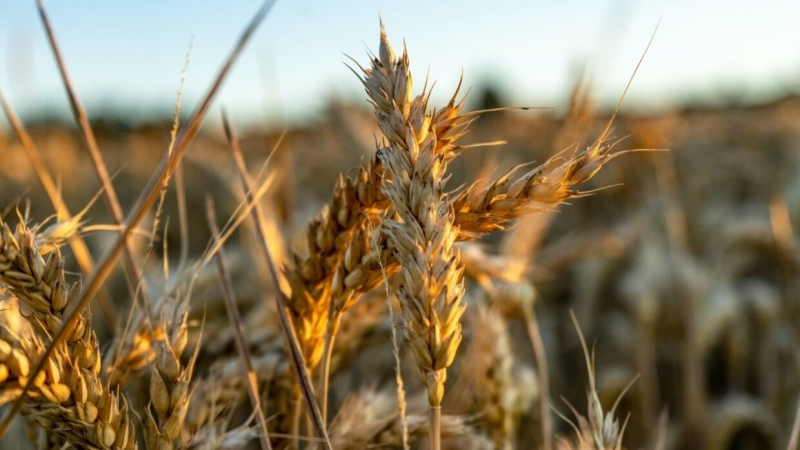 Сельскохозяйственных вредителей могут начать уничтожать отходами от производства пива