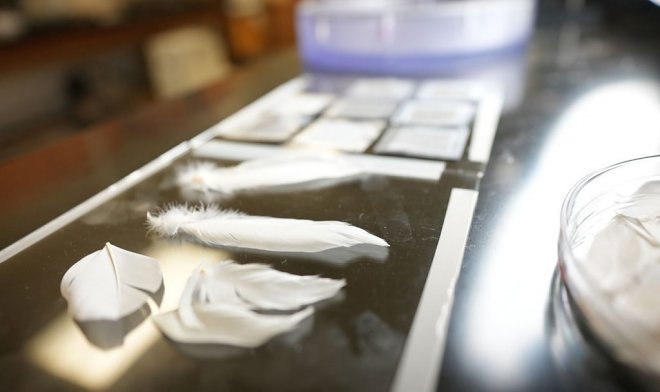 Синтетические перья помогут кораблям с легкостью скользить по воде