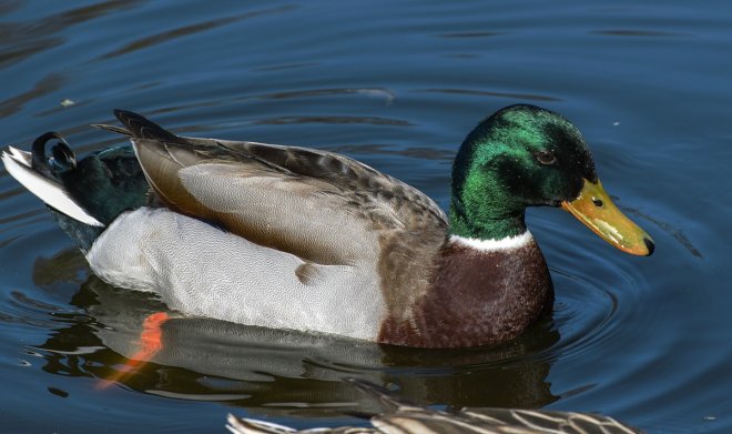 Синтетические перья помогут кораблям с легкостью скользить по воде