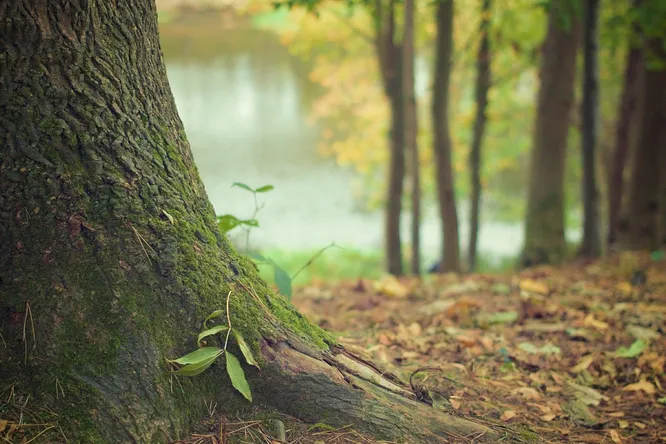 Стартап разрабатывает генно-модифицированные «супердеревья», которые поглощают больше углерода