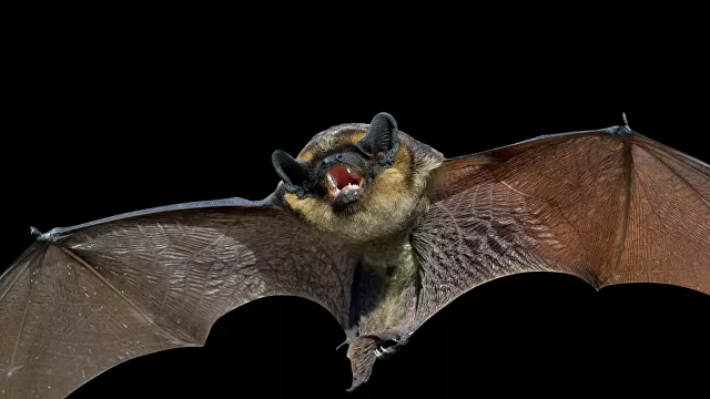 У летучих мышей в Китае обнаружили новые коронавирусы
