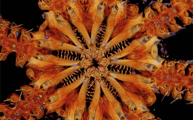 Ученые отправляются в Индийский океан на охоту за реликтовым монстром 