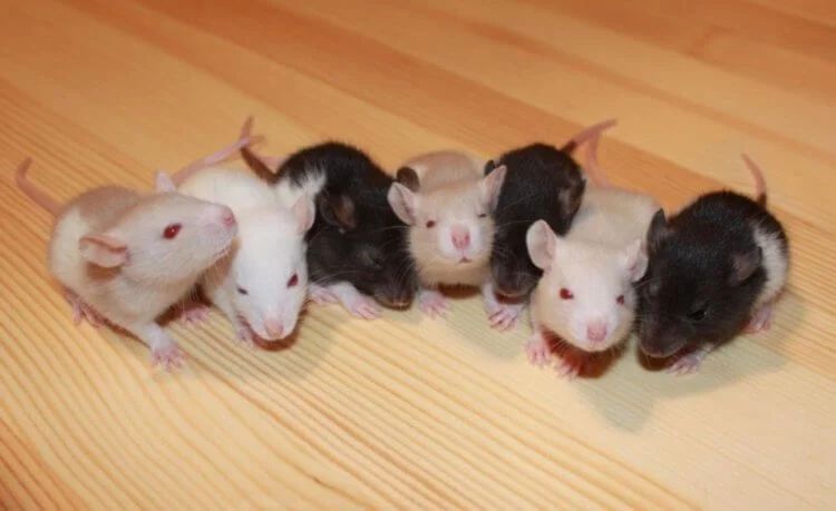Ученые заставили самцов крыс забеременеть