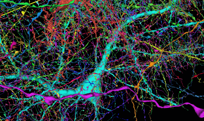 В Google признали, что для составления карты мозга человека не хватает вычислительных мощностей
