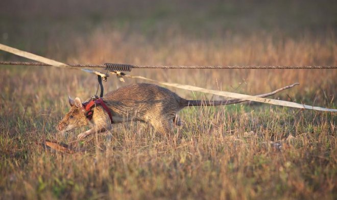 Знаменитая крыса-сапер Магава уходит в отставку 