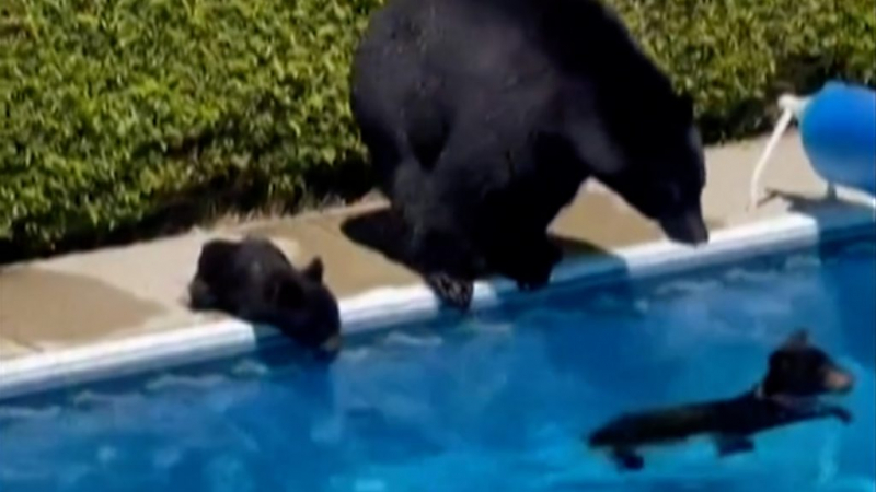 Дайджест: ВОЗ считает футбольный чемпионат Европы рассадником вируса; на ЧЕ-2020 начинается четвертьфинал