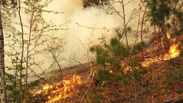 Лесные пожары в Якутии: "Гринпис" не ждет улучшения ситуации до середины августа