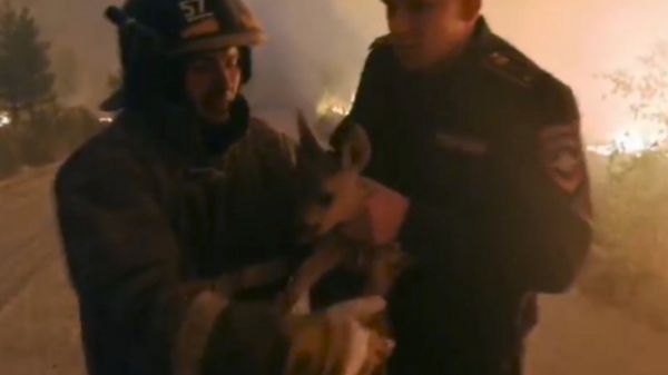 "Огненный шторм". В Челябинской области огонь от лесных пожаров перекинулся на села