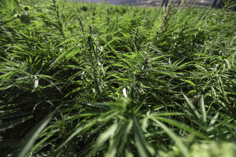 "Абсолютно другой сорт". Минздрав Украины призывает Раду легализовать медицинский каннабис