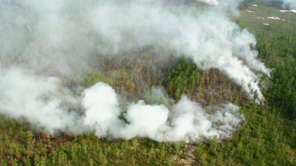 Лесные пожары в Якутии: "Гринпис" не ждет улучшения ситуации до середины августа